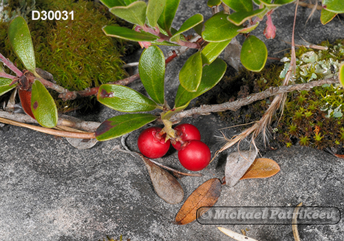 Bearberry (Arctostaphylos uva-ursi)